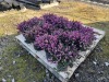 1 Gallon Red Heather, Qty 12 - 2