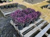 1 Gallon Red Heather, Qty 12 - 3