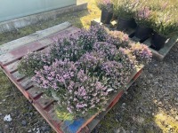 1 Gallon Pink Heather, Qty 12