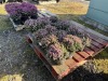 1 Gallon Pink Heather, Qty 12 - 2