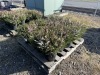 2 Gallon Pink & White Heather, Qty 12 - 4