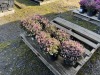 1 Gallon Pink Heather, Qty 9 - 2