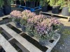 1 Gallon Pink Heather, Qty 9 - 4