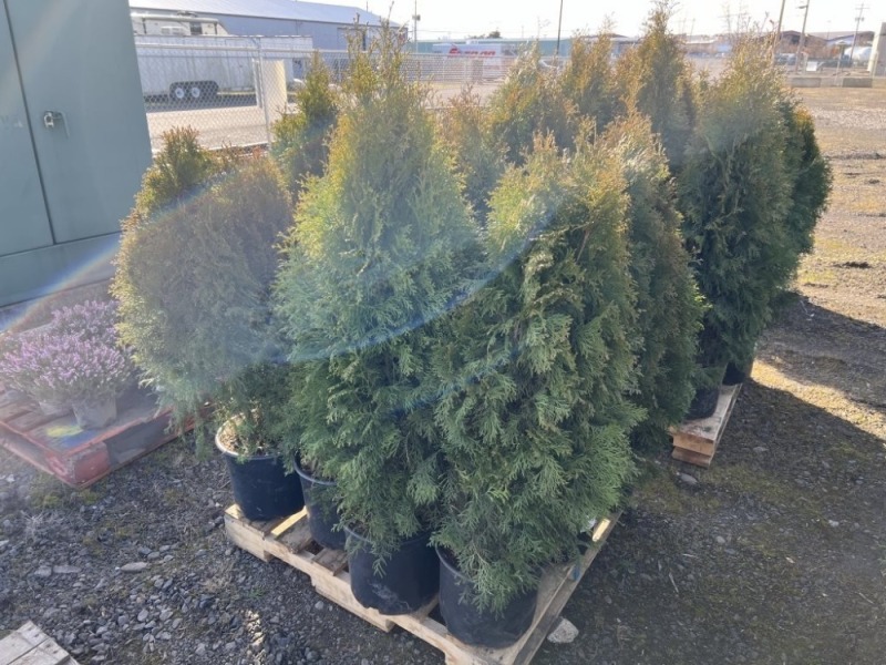 5 Gal. Emerald Green Arborvitae, Qty 12