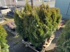 5 Gal. Emerald Green Arborvitae, Qty 12 - 2