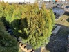 5 Gal. Emerald Green Arborvitae, Qty 12 - 3