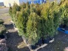 5 Gal. Emerald Green Arborvitae, Qty 12 - 4