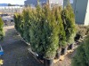 5 Gal. Emerald Green Arborvitae, Qty 12