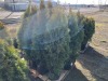 5 Gal. Emerald Green Arborvitae, Qty 12 - 2