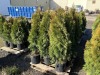 5 Gal. Emerald Green Arborvitae, Qty 12 - 3