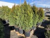 5 Gal. Emerald Green Arborvitae, Qty 12 - 4