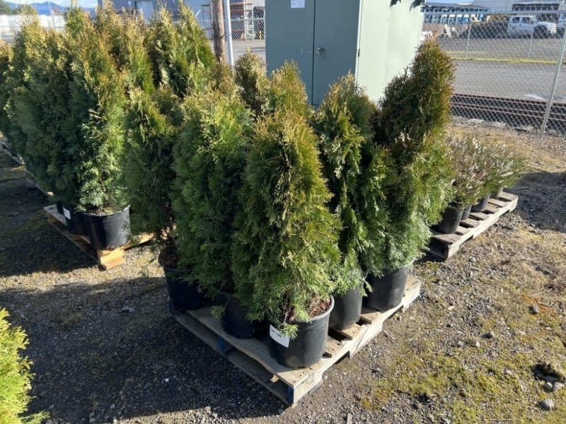 5 Gal. Emerald Green Arborvitae, Qty 9