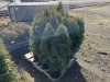 5 Gal. Emerald Green Arborvitae, Qty 9 - 2