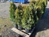 5 Gal. Emerald Green Arborvitae, Qty 9 - 3