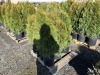 5 Gal. Emerald Green Arborvitae, Qty 9 - 4