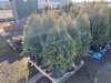 5 Gal. Emerald Green Arborvitae, Qty 12