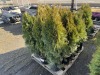 5 Gal. Emerald Green Arborvitae, Qty 12 - 2