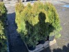 5 Gal. Emerald Green Arborvitae, Qty 12 - 3