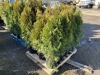 5 Gal. Emerald Green Arborvitae, Qty 12 - 4