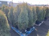 5 Gal. Emerald Green Arborvitae, Qty 12