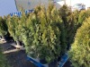 5 Gal. Emerald Green Arborvitae, Qty 12 - 2