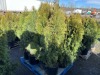 5 Gal. Emerald Green Arborvitae, Qty 12 - 3