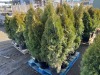 5 Gal. Emerald Green Arborvitae, Qty 12 - 4