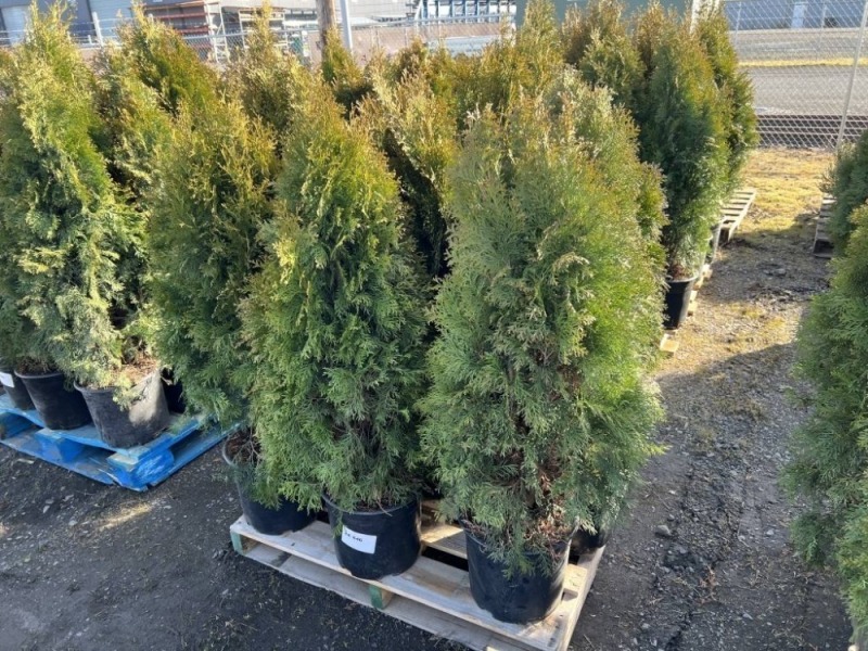 5 Gal. Emerald Green Arborvitae, Qty 9