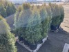 5 Gal. Emerald Green Arborvitae, Qty 9 - 2