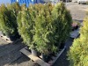 5 Gal. Emerald Green Arborvitae, Qty 9 - 3