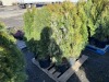 5 Gal. Emerald Green Arborvitae, Qty 9 - 4