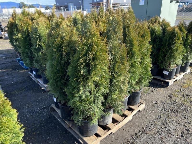 5 Gal. Emerald Green Arborvitae, Qty 12