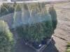 5 Gal. Emerald Green Arborvitae, Qty 12 - 2