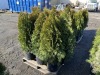 5 Gal. Emerald Green Arborvitae, Qty 12 - 3