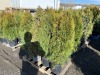 5 Gal. Emerald Green Arborvitae, Qty 12 - 4