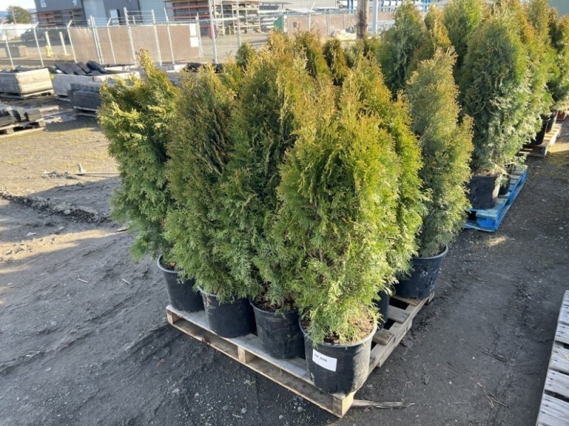 5 Gal. Emerald Green Arborvitae, Qty 10