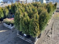 5 Gal. Emerald Green Arborvitae, Qty 12