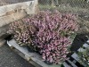 1 Gal Mediterranean Pink Heather Qty 12