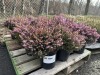 1 Gal Mediterranean Pink Heather Qty 12 - 2