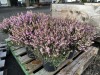 1 Gal Mediterranean Pink Heather Qty 12 - 4