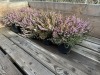 1 Gal Mediterranean Pink Heather Qty 12 - 2