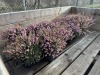 1 Gal Mediterranean Pink Heather Qty 12 - 3