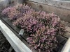 1 Gal Mediterranean Pink Heather Qty 12 - 4