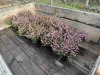 1 Gal Mediterranean Pink Heather Qty 12 - 2