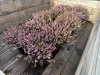 1 Gal Mediterranean Pink Heather Qty 12 - 3