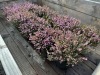 1 Gal Mediterranean Pink Heather Qty 12 - 4