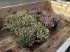 1 Gal Mediterranean Mixed Heather Qty 12 - 4