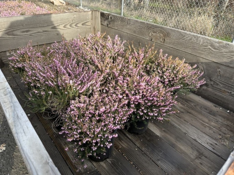 1 Gal Mediterranean Pink Heather Qty 12