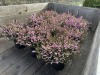 1 Gal Mediterranean Pink Heather Qty 12 - 2