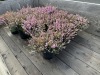 1 Gal Mediterranean Pink Heather Qty 12 - 3